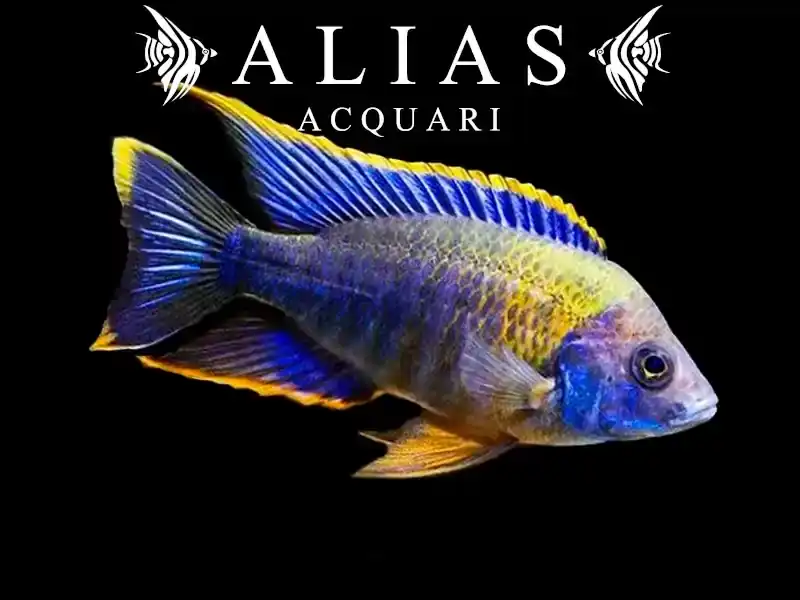 Aulonocara sp. Lwanda