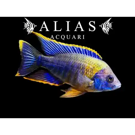 Aulonocara sp. Lwanda