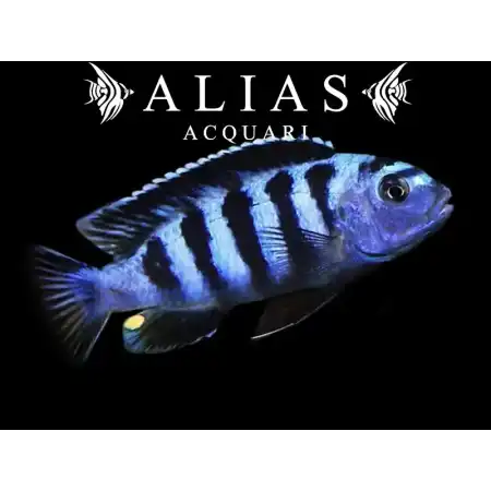 Melanochromis Maingano (Pseudotropheus cyaneorhabdos)