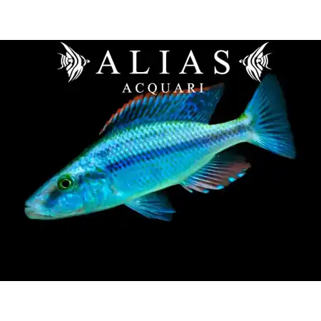 Haplochromis (Dimidiochromis) Compressiceps