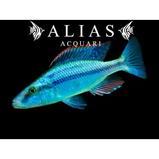 Haplochromis (Dimidiochromis) Compressiceps