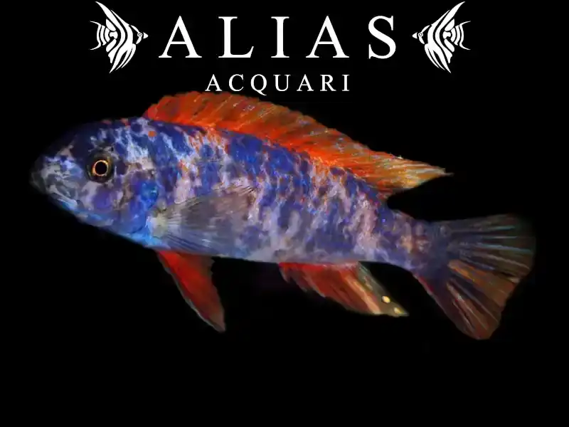 Labeotropheus Trewavasae Marmelade