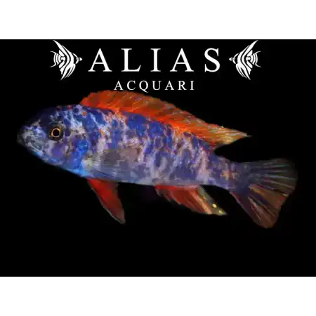 Labeotropheus Trewavasae Marmelade