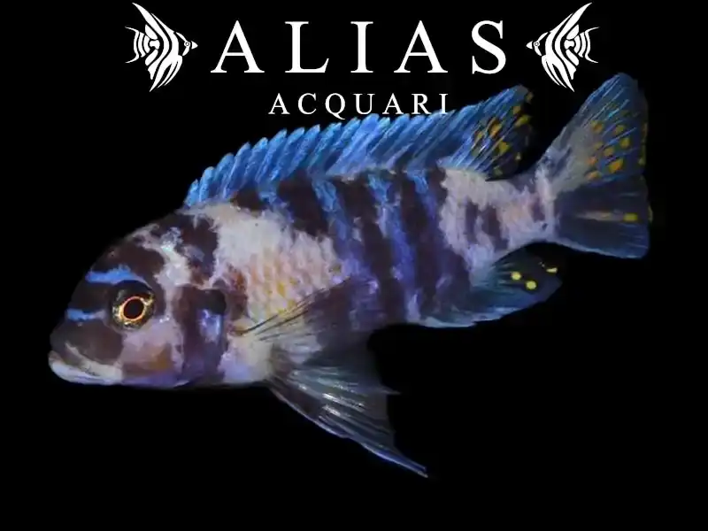 Pseudotropheus Zebra blue ob masinje