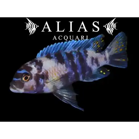 Pseudotropheus Zebra blue ob masinje