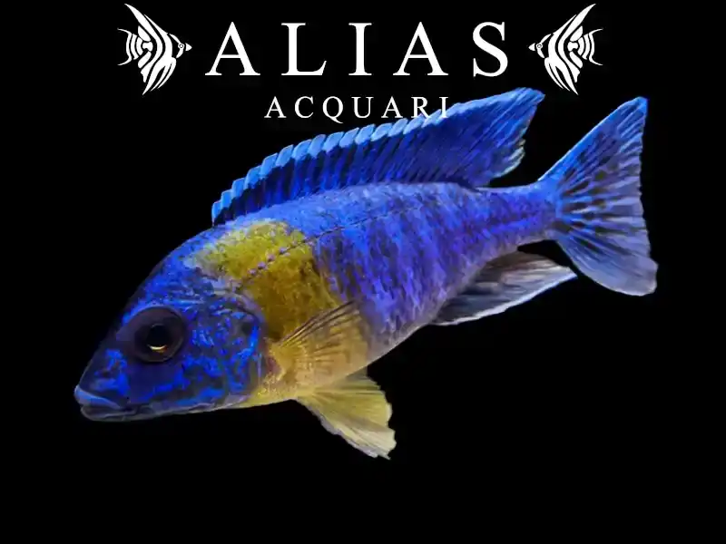 Aulonocara stuartgranti Maulana