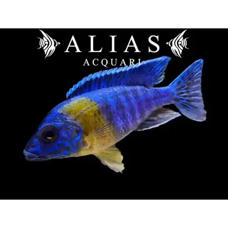 Aulonocara stuartgranti Maulana