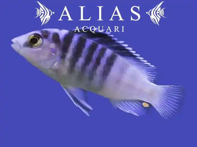 Labidochromis chisumulae Mbweca