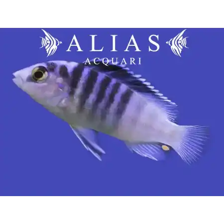 Labidochromis chisumulae Mbweca