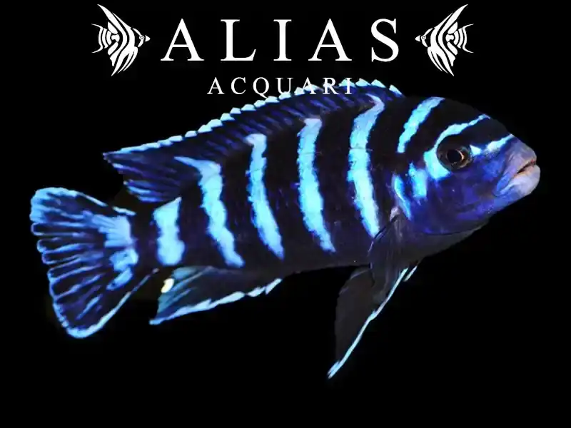 Pseudotropheus Demasoni