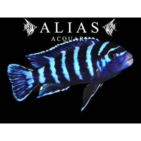 Pseudotropheus Demasoni