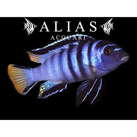 Pseudotropheus Elongatus mpanga