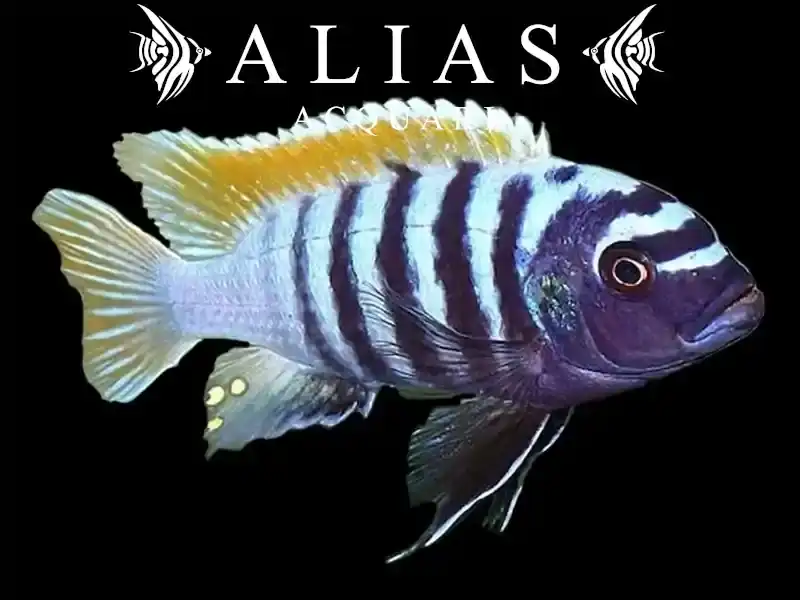 Metriaclima sp. Emmiltos Mpangha Rock