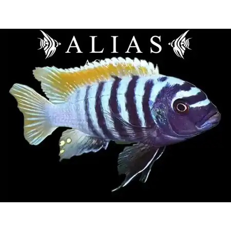 Metriaclima sp. Emmiltos Mpangha Rock