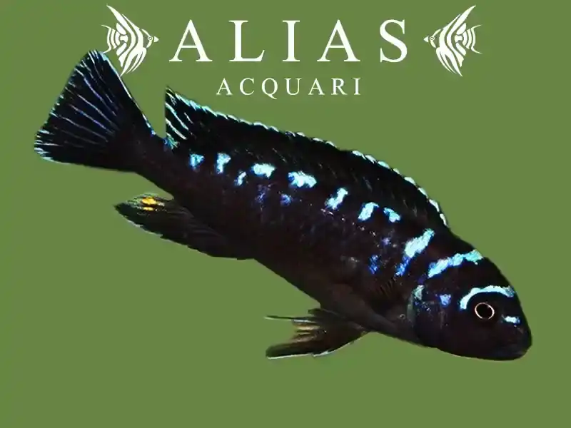 Pseudotropheus elongatus Neon Spot