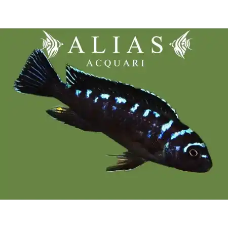 Pseudotropheus elongatus Neon Spot