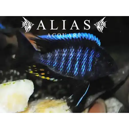 Aulonocara New blue orchid