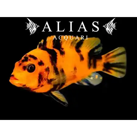 Pseudotropheus Zebra red ob