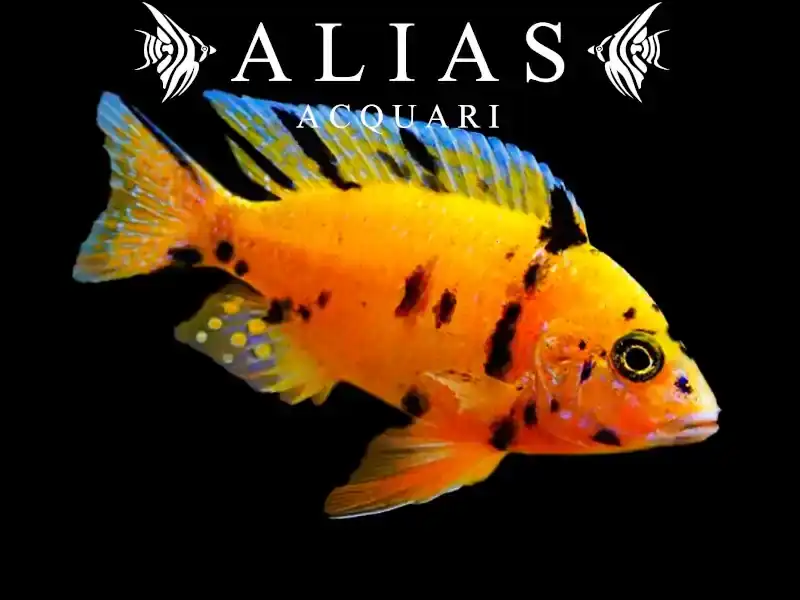 Aulonocara sp. Orange blanche