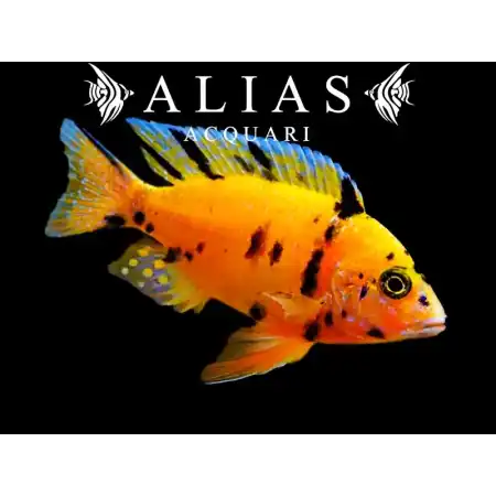 Aulonocara sp. Orange blanche