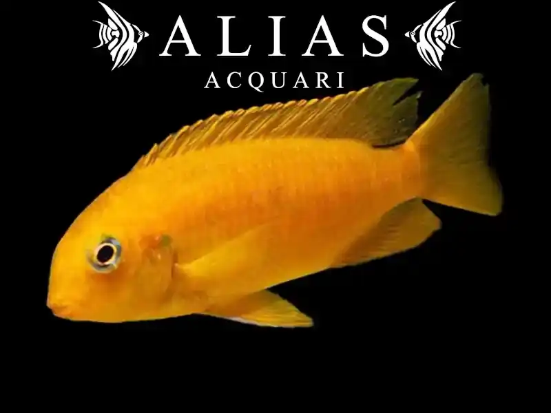 Tropheops tropheops «Chilumba Orange»