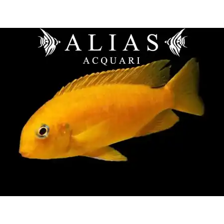 Tropheops tropheops «Chilumba Orange»