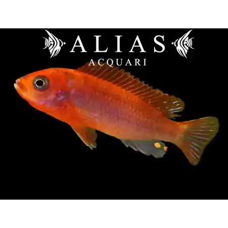 Labidochromis Hongi Orange