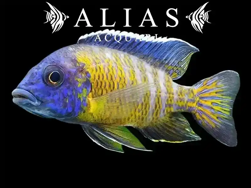 Haplochromis steveni