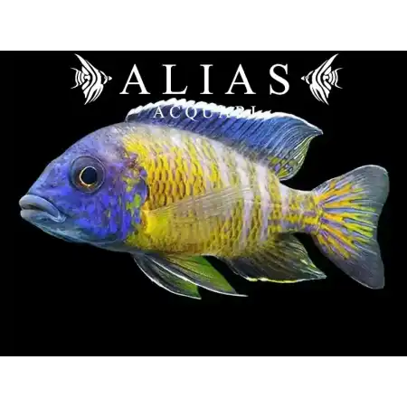 Haplochromis steveni