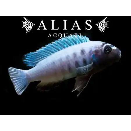 Pseudotropheus Polit