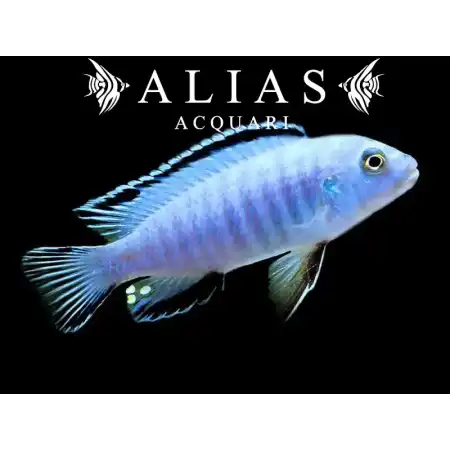 Pseudotropheus Socolofi