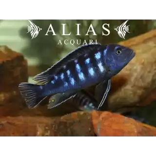 Melanochromis Interruptus