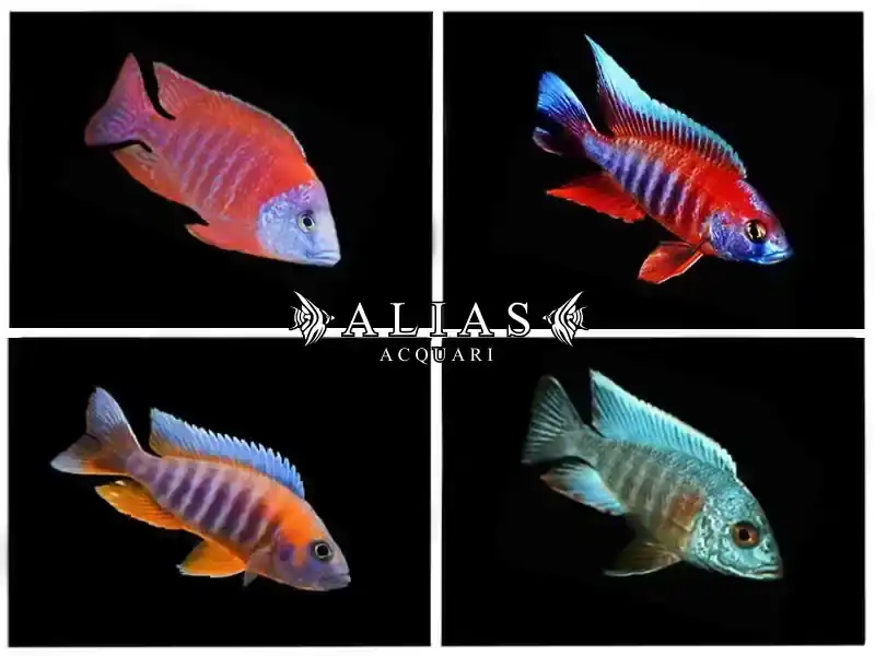 Aulonocara Super color mix