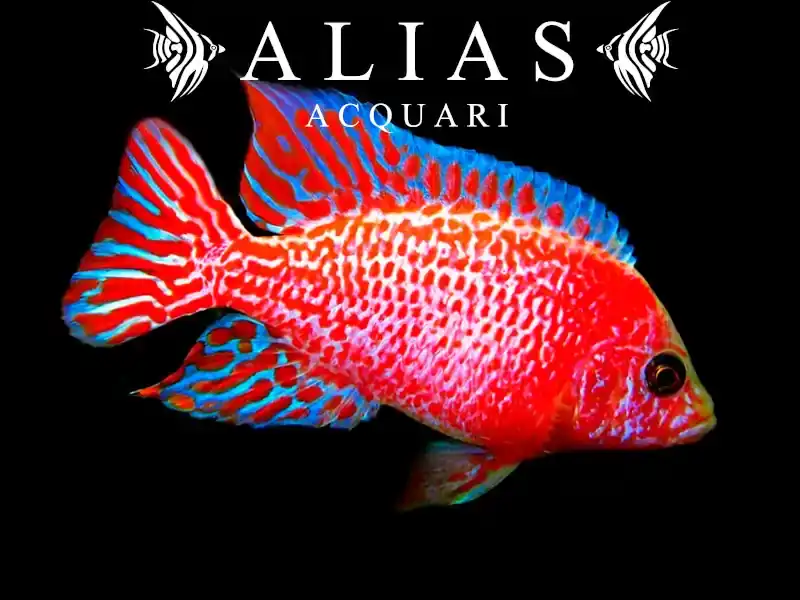 Aulonocara sp. Red dragon