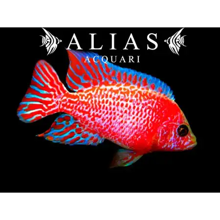 Aulonocara sp. Red dragon