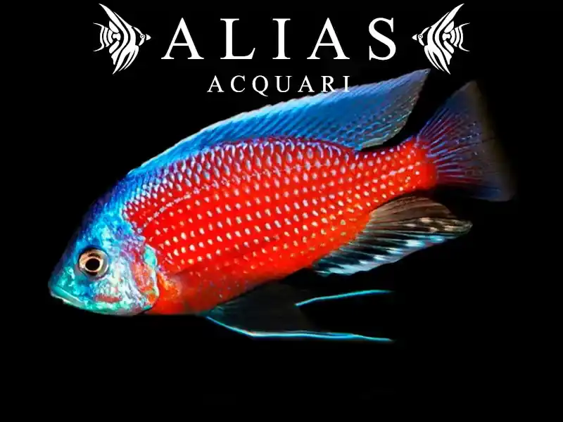 Haplochromis Borleyi Red Fin 6 – 7 cm | Ciclide africano colorato | Alias Acquari
