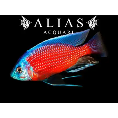Haplochromis (Copadichromis) Borleyi red fin