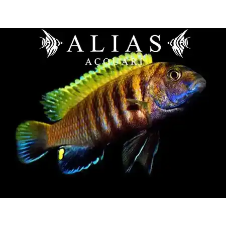 Pseudotropheus tropheops «Red Fin»