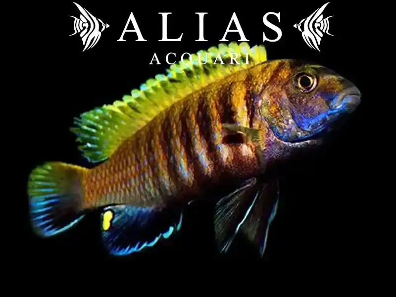 Pseudotropheus tropheops «Red Fin»