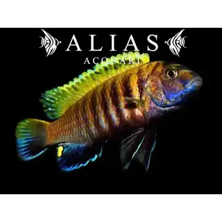 Pseudotropheus tropheops «Red Fin»