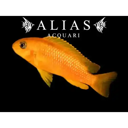 Melanochromis johanni red