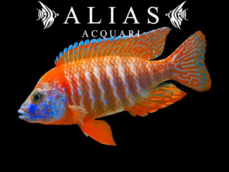 Aulonocara sp. red