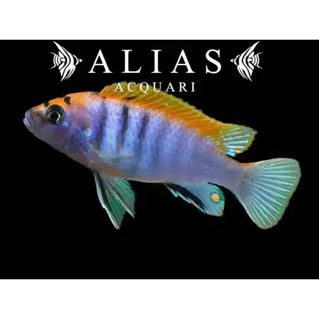 Labidochromis Hongi