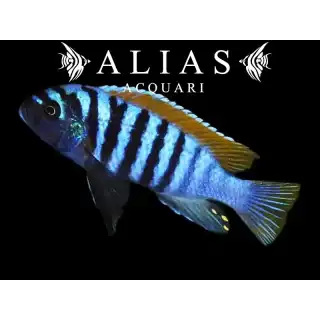 Pseudotropheus Emmiltos Mphanga rock red top