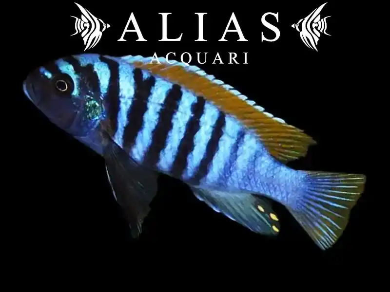 Pseudotropheus Emmiltos Mphanga rock red top