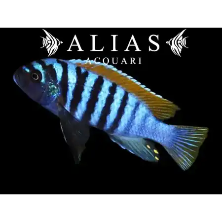 Pseudotropheus Emmiltos Mphanga rock red top