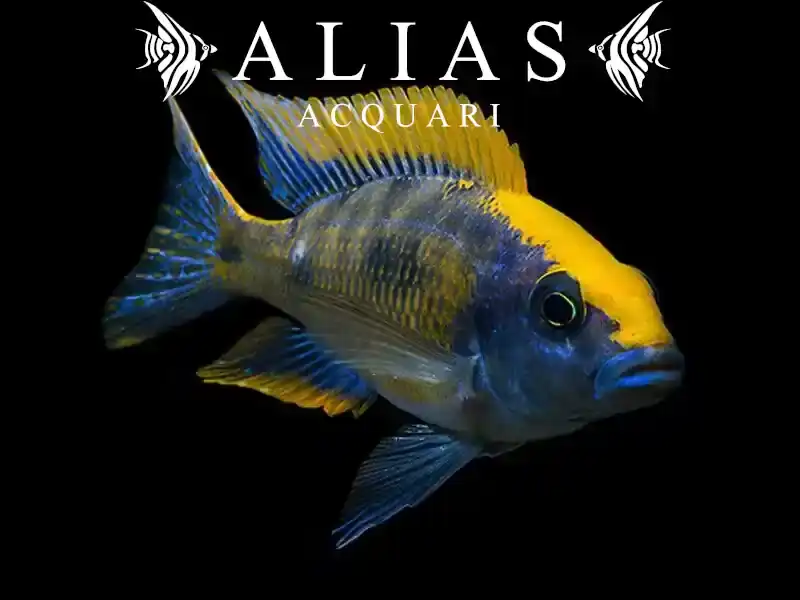 Otopharynx Lithobathes