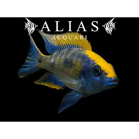 Otopharynx Lithobathes