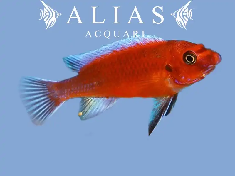 Labeotropheus Trewavasae red