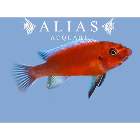 Labeotropheus Trewavasae red